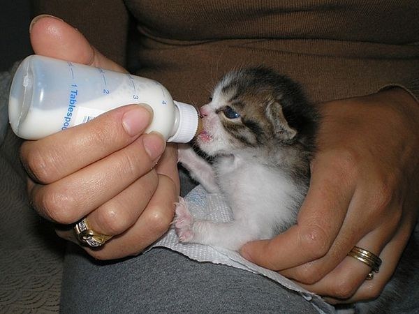 How to start feeding kittens
