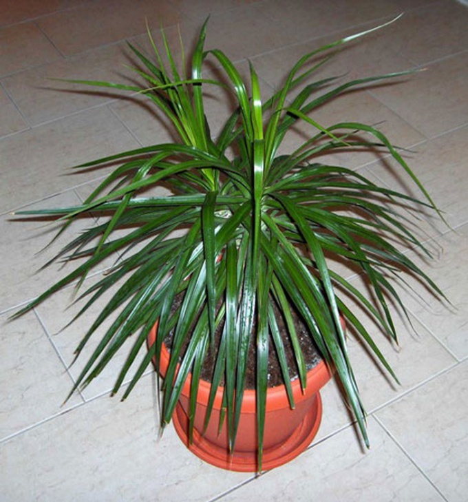As in what kind of pot to transplant a dracaena