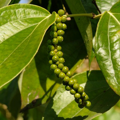 Collect the pepper when it is green