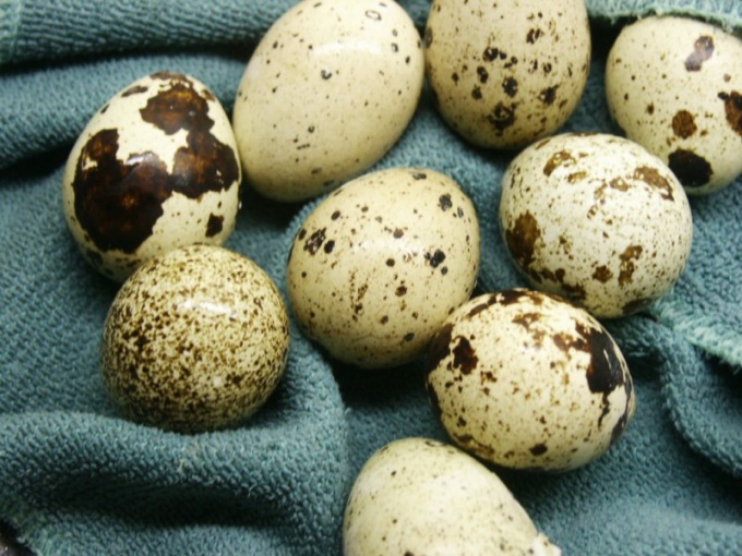 As quail eggs