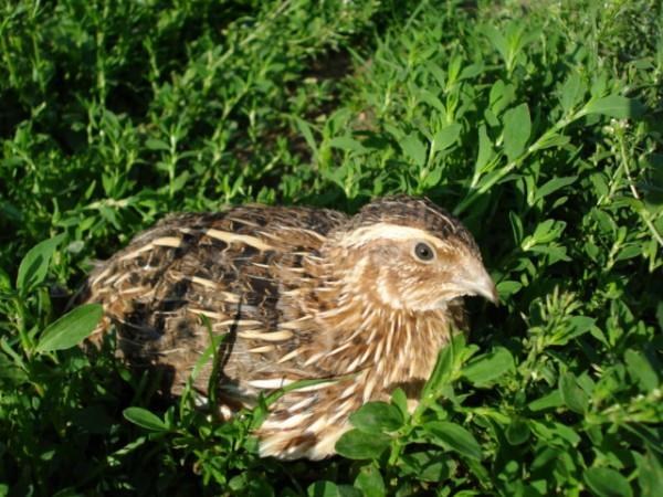 How to start breeding quails