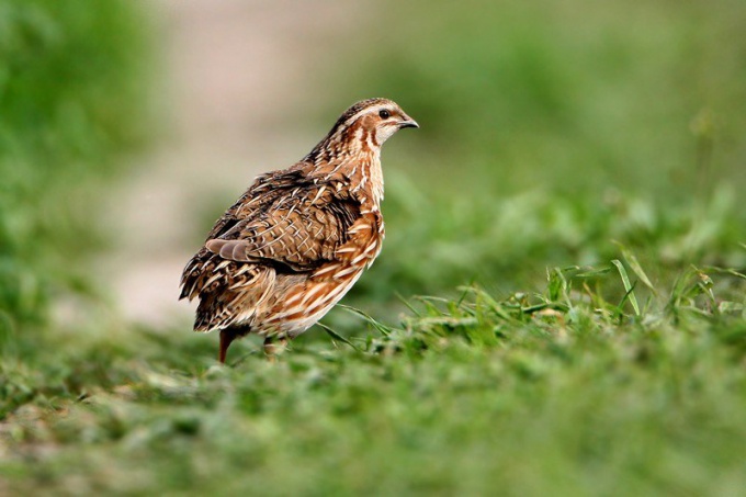 Quail desirable to feed forage