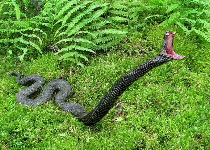 Топ-5 самых ядовитых змей планеты