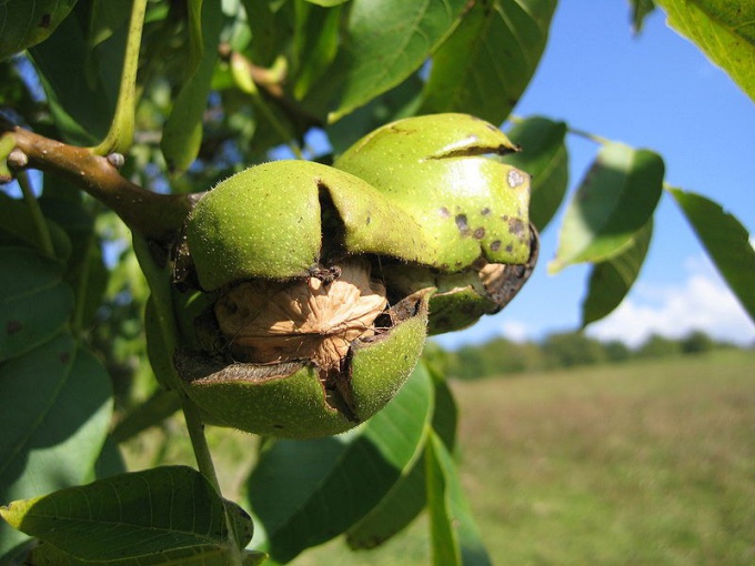 How to grow walnut