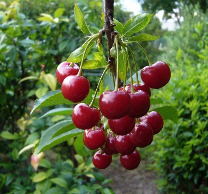 How to transplant cherry