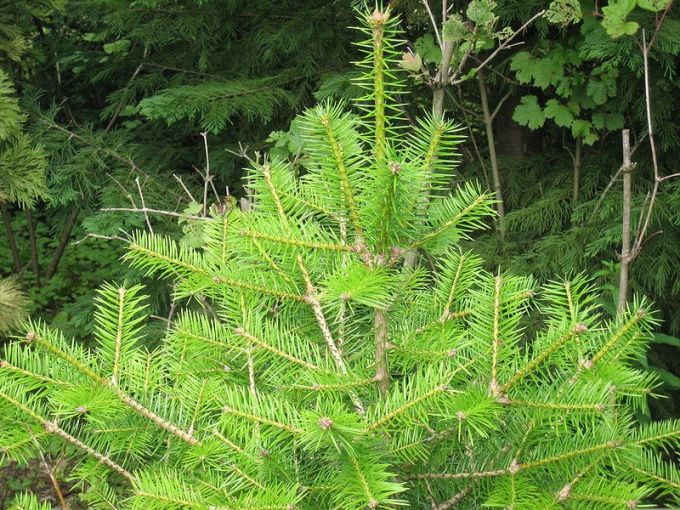 How to transplant a fir