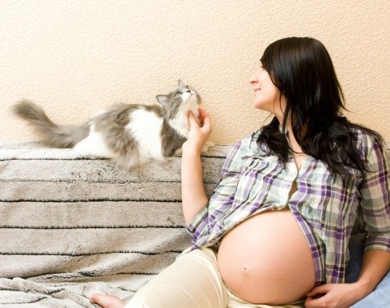 Как реагируют кошки на беременность хозяйки и появление малыша