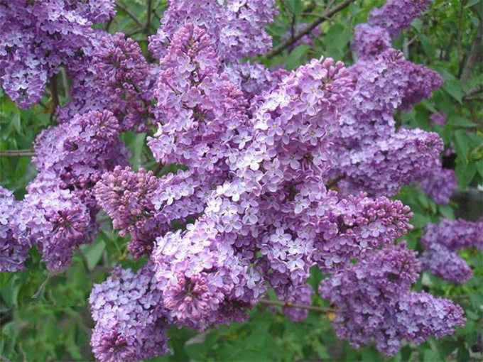 How to transplant lilacs