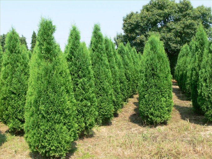 How to transplant thuja