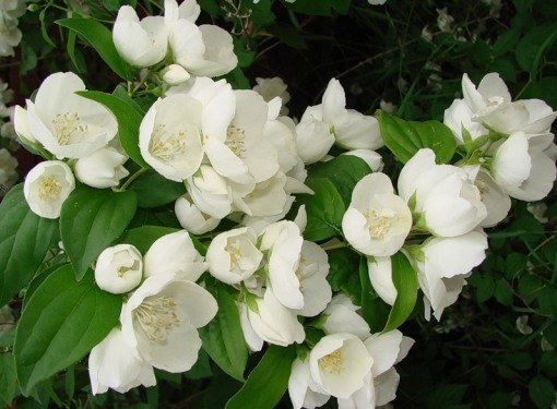 Fragrant Jasmine in the garden