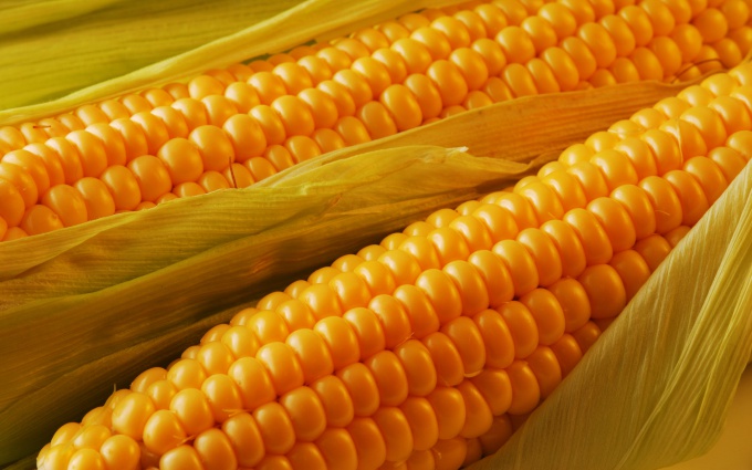 Несколько советов, как варить кукурузу