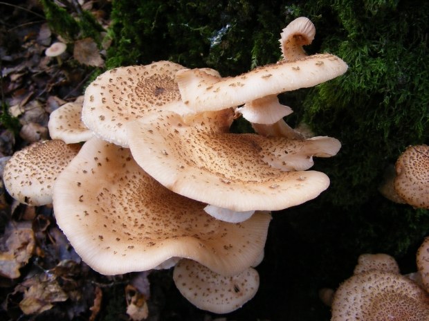 Какие грибы можно собирать в сентярбре
