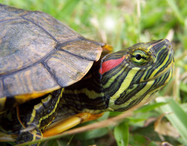 Care and maintenance of the pond slider turtles