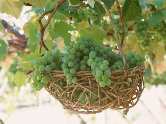 The care of grapes in the spring and summer: the main recommendations 