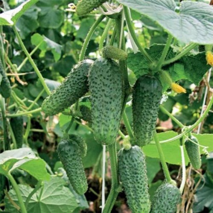 Cucumber Bush: characteristics and varieties 