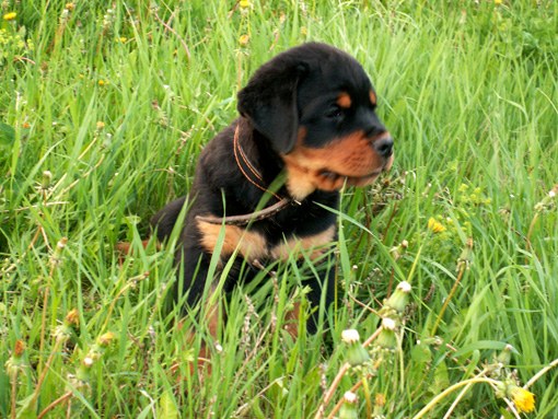 At what age can you train a Rottweiler