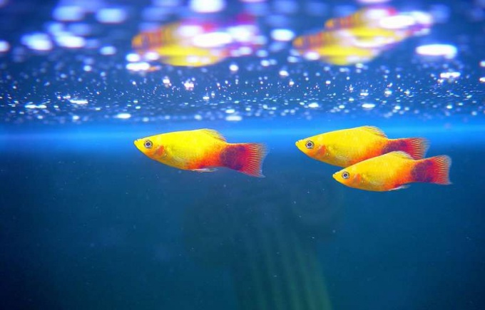 What is needed for fish guppies