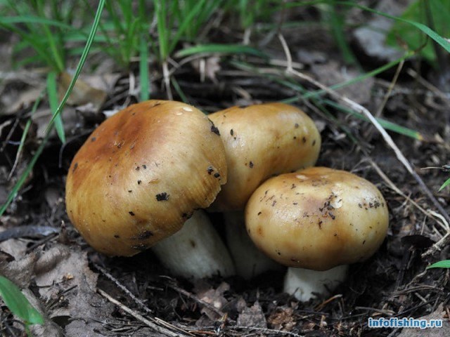 Можно ли жарить грибы бычки