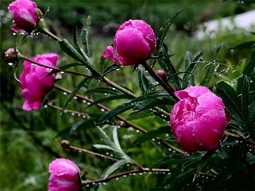 How to care for peonies after blooming