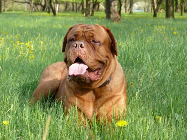 Собаки породы бордоский дог: уход и питание