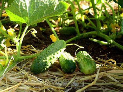 Why is there no harvest of cucumbers and how to deal with it
