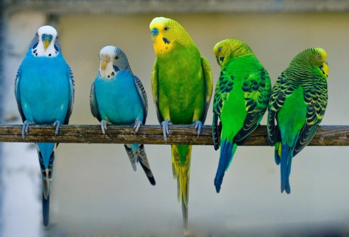 Как получить потомство от волнистых попугайчиков