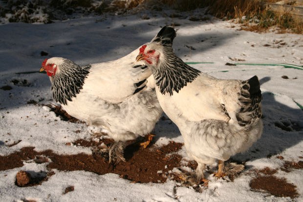 How to care for chickens-laying hens