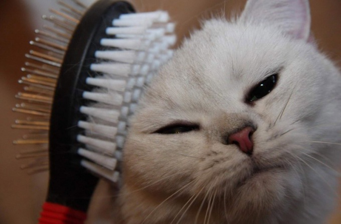 How to brush your cat if it resists strongly