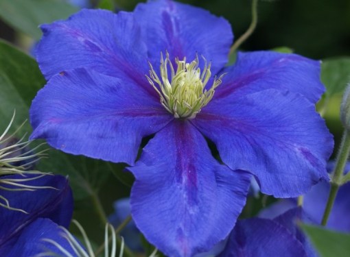 Clematis Regal vine, the decoration of the site