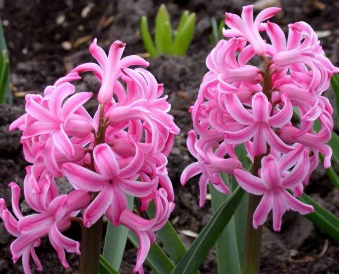What to do with hyacinth when it bloomed