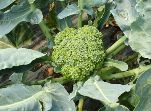 Home "plantation" broccoli