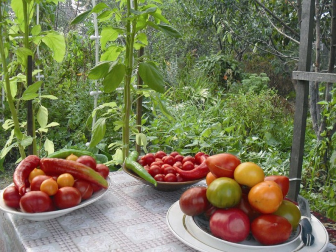 "Фитоспорин" для томатов: инструкция по применению