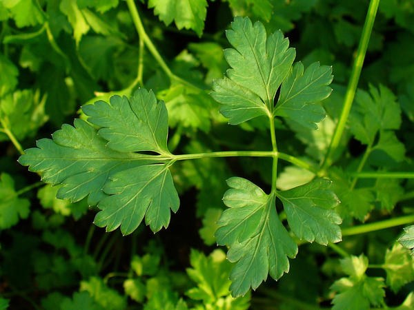 Why during pregnancy you can't eat parsley
