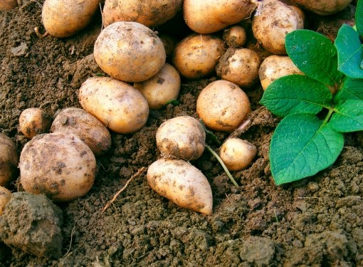 If the potatoes are not water, a good harvest can not wait