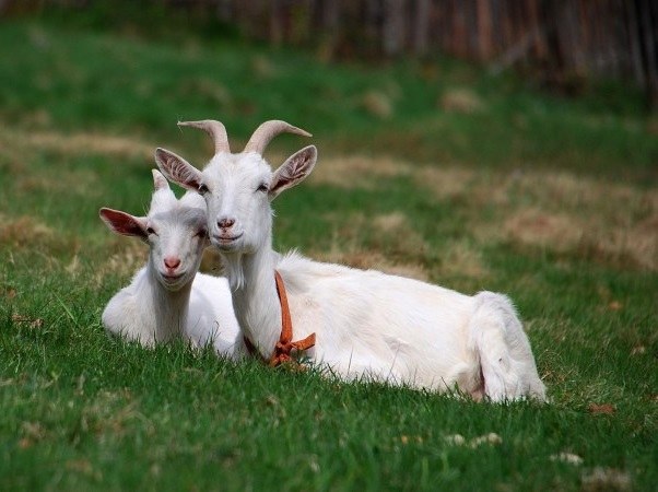 Why goat milk is so creamy