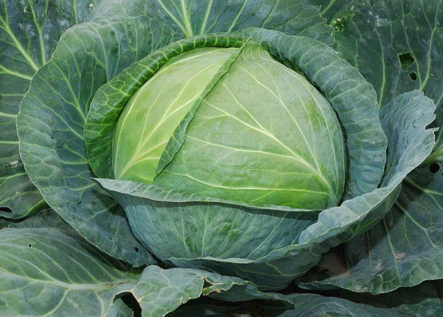 Than to fertilize cabbage
