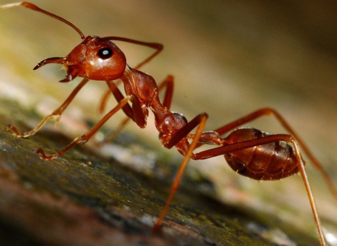Чем пагубны рыжие муравьи 