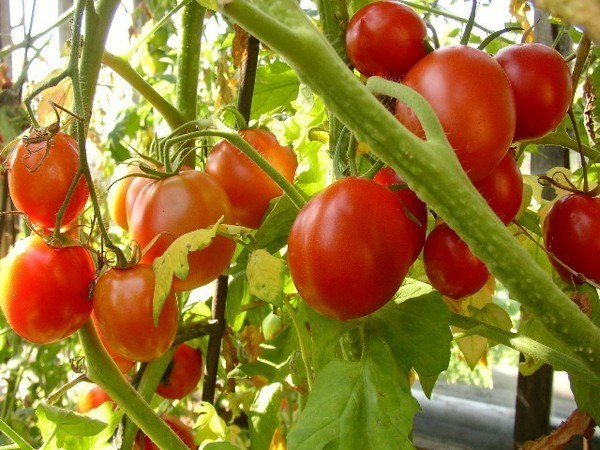 Сколько лет можно сажать помидоры на одном месте 