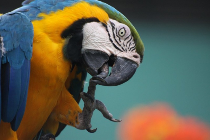 Говорливый попугай - любимый домашний питомец