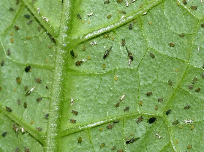 black flies on tomatoes