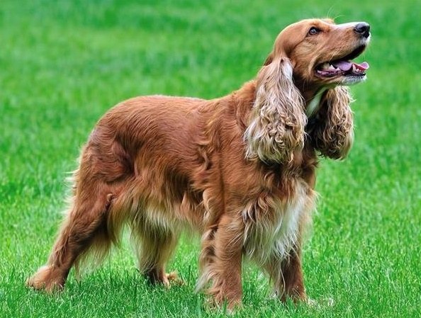 Spaniel: types and characteristics of content