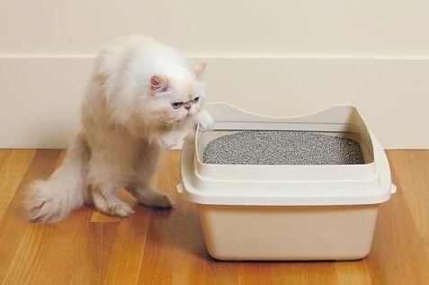 What if the cat constipation