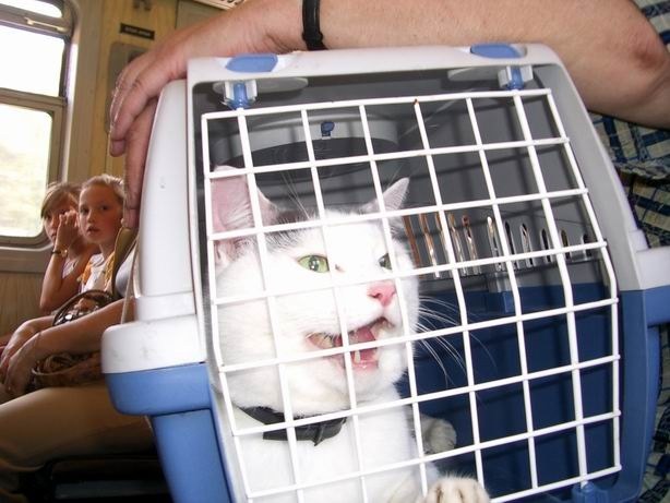 How to transport a cat long-distance