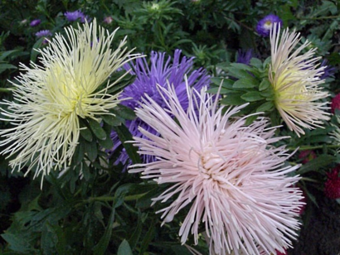 How to deal with Fusarium on the asters