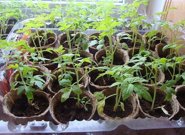 Seedling tomato
