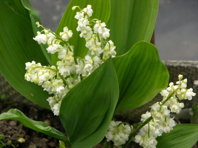 Why not blooming lilies of the valley