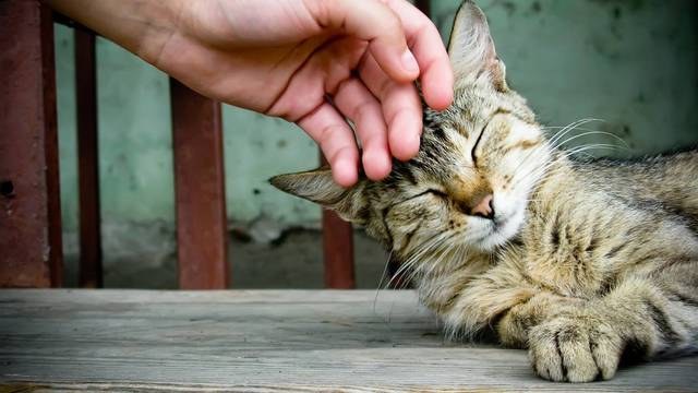 Как проводят лечение у кошек микоплазмоза 