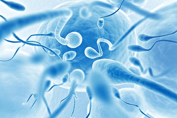 Сколько времени живет спермотозоид 
