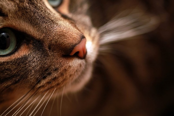 Почему у котов мокрый нос