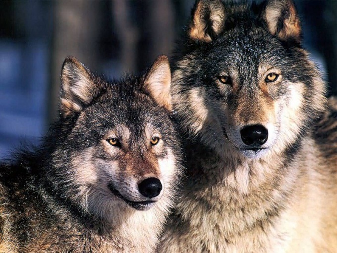 Is it true that wolf one and wolf for life